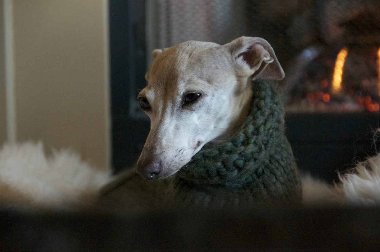 Сheap Large Dog Sweater - Post Thumbnail